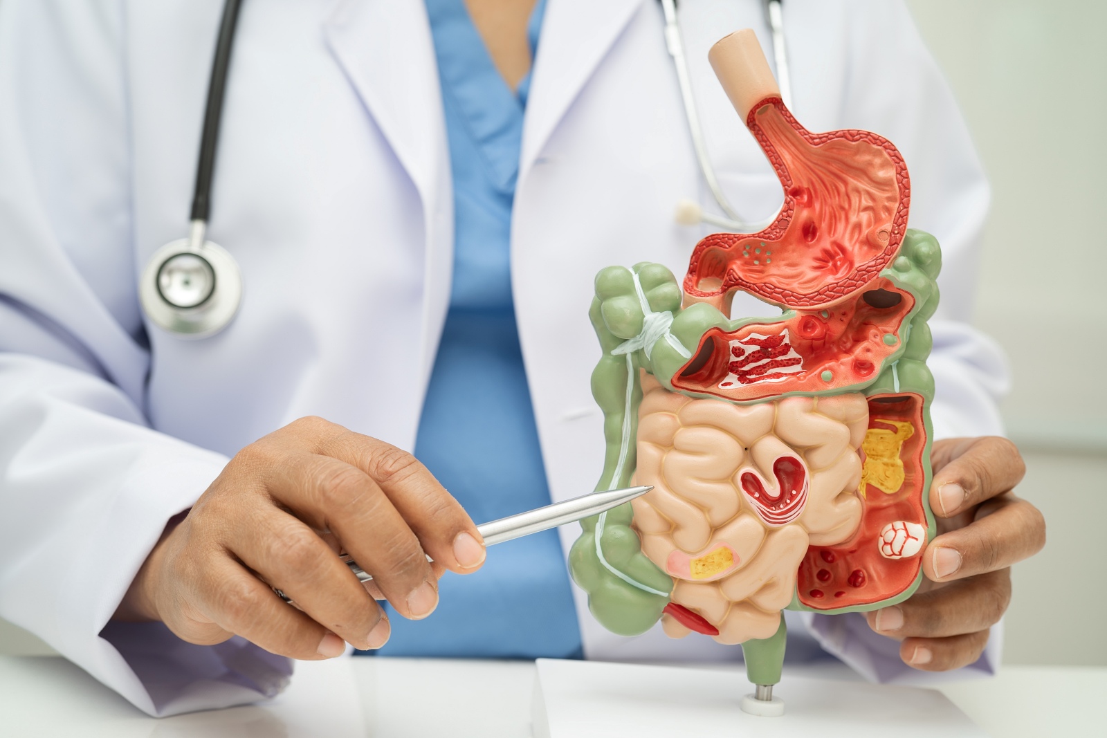 Digestive system with stomach and intestine, Asian doctor holding human anatomy model for study diagnosis and treatment in hospital.